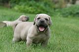CANE CORSO 1084